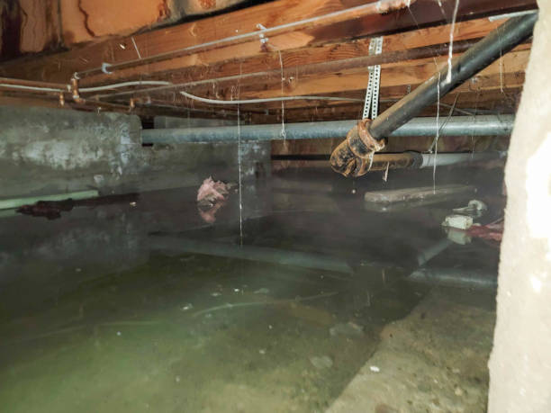 Best Water damage restoration process  in Buckhead Ridge, FL