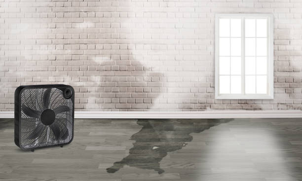 Best Water damage contractors near me  in Buckhead Ridge, FL